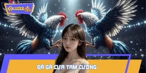 Đá gà cựa tam cường
